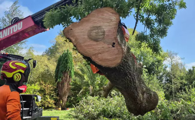Démontage d'un frêne malade